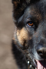 Deutscher Schäferhund Halb frontal Close up Nah auf Gesicht im Halb Anschnitt mit Fokus auf dem...