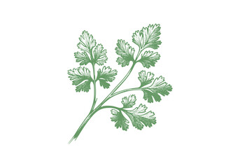 Cilantro Coriander Hand Drawn Illustration Sketch Vector Isolated