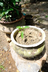 Young Chili Plant Seedling Growing in a Rustic Pot with Soil