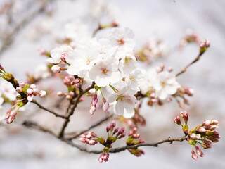桜(sakura)