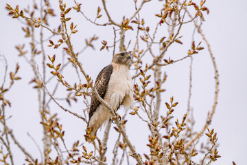 Frontal view of a Red-tailed Hawk in early Spring sitting on a budding tree against a light sky background. Close up view.