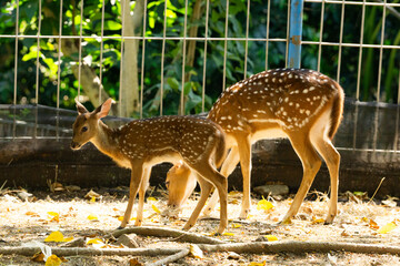 Spotted deer grazing on dry grass in a wildlife park