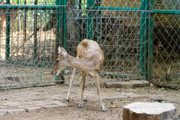 Wild deer in a natural wildlife park