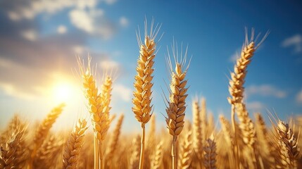 Golden wheat field under a vibrant blue sky with rolling clouds 