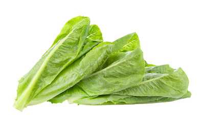 fresh cos lettuce isolated on white background