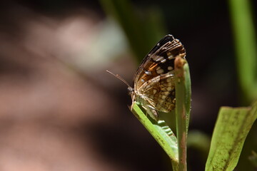 butterfly perched on a grass leaf