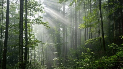 Fototapeta premium Enchanting Sunlight Filtering Through Lush Forest