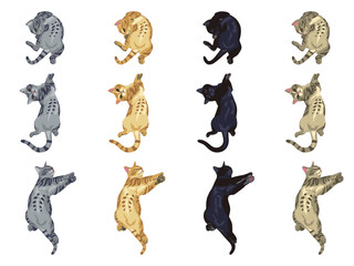 翻肚貓, Cat turning belly upside down