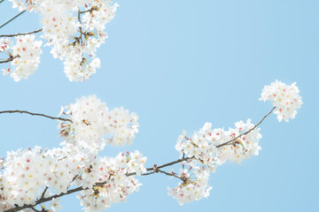 파란 하늘과 활짝 핀 벚꽃나무