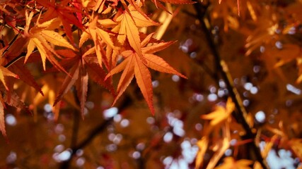 赤いもみじの葉