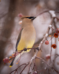 Cedar waxwing - bombycilla cedrorum - perched in a crab apple tree on an overcast snowy day in Colorado, USA