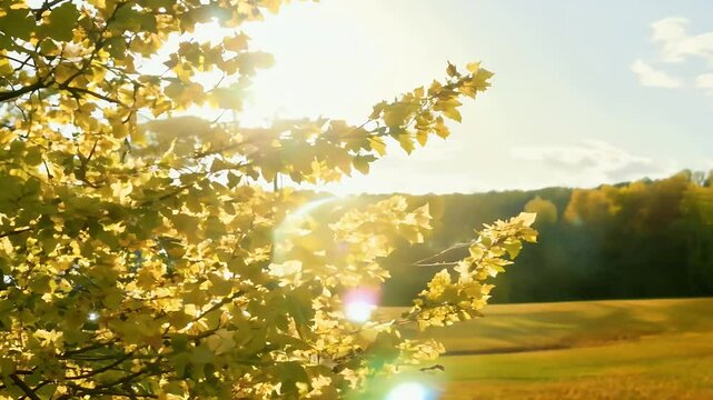 A vibrant panoramic scene spring nature capturing lengthwise view flowering maple tree lens flare sunlight playfully dances fresh green leaves serene slow motion footage