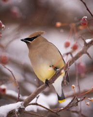 Cedar waxwing - bombycilla cedrorum - perched in a crab apple tree on an overcast snowy day in Colorado, USA