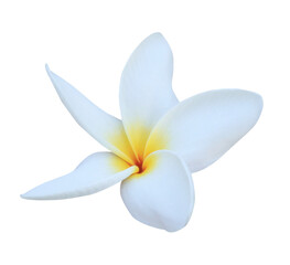 Plumeria or Frangipani or Temple tree flower. Close up white-yellow plumeria flowers bouquet isolated on transparent background.  © Tonpong