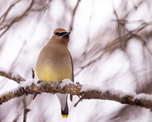 Cedar waxwing - bombycilla cedrorum - perched in a crab apple tree on an overcast snowy day in Colorado, USA
