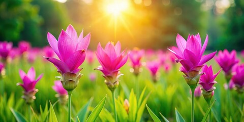 Obraz premium Vibrant pink Siam tulip flowers blooming in a lush meadow surrounded by green grass and wildflowers, with sunlight filtering through the petals , flower fields, vibrant pink tulips