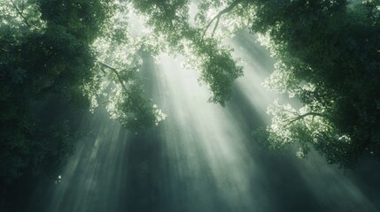 Obraz premium Sunbeam Rays Through Trees with Soft Natural Light – Abstract background