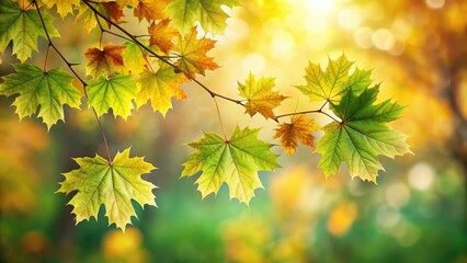 Sycamore maple branch with fresh green leaves, autumn foliage