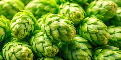 Fototapeta premium Close-up detail of fresh green hop cones, highlighting their unique texture and vibrant color against a plain background