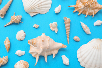 Many different sea shells on blue background