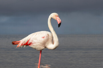 Wild African Bird. Great African flamingo in a blue lagoon on a sunny summer morning
