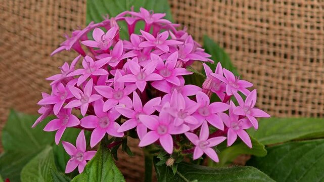 Pink Egyptian starcluster, Starflower