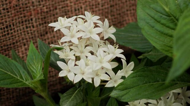 White Egyptian starcluster, Starflower