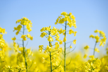 北海道の菜の花畑