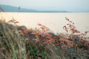 Nature of grass field, flower grass with sunlight