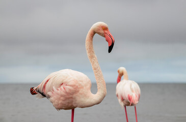 Wild african birds. Two Great african flamingos  walking around the blue lagoon against bright sky