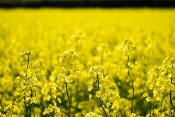 北海道の菜の花畑