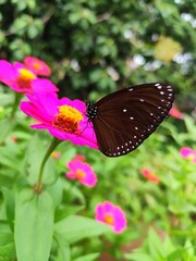 butterfly on flower