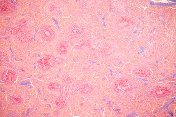 Showing Light micrograph of the Adrenal gland, Spleen human and Other human tissues under the...