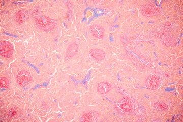 Showing Light micrograph of the Adrenal gland, Spleen human and Other human tissues under the...