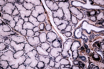 Showing Light micrograph of the Adrenal gland, Spleen human and Other human tissues under the...