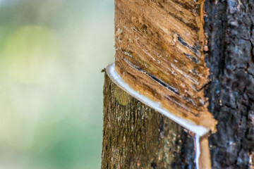 Rubber tree with natural rubber drop at plantation