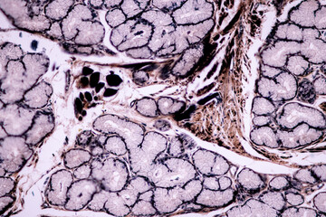 Showing Light micrograph of the Adrenal gland, Spleen human and Other human tissues under the...