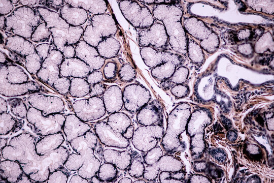 Showing Light micrograph of the Adrenal gland, Spleen human and Other human tissues under the microscope for education in the laboratory.