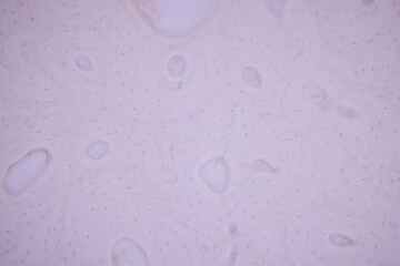 Showing Light micrograph of the Adrenal gland, Spleen human and Other human tissues under the...