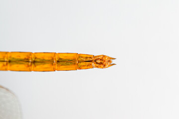 Structural characteristics and components of dragonflies in Thailand.