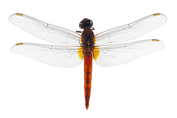 Structural characteristics and components of dragonflies in Thailand.