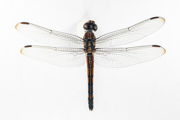 Structural characteristics and components of dragonflies in Thailand.