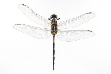 Structural characteristics and components of dragonflies in Thailand.