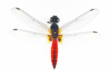 Structural characteristics and components of dragonflies in Thailand.