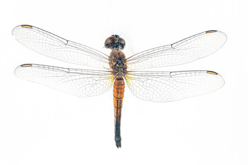 Structural characteristics and components of dragonflies in Thailand.