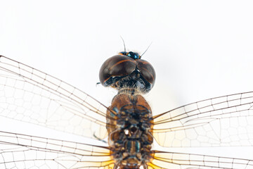 Structural characteristics and components of dragonflies in Thailand.