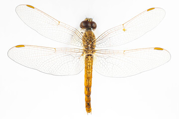 Structural characteristics and components of dragonflies in Thailand.