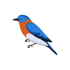 Obraz premium vector drawing bird, eastern bluebird , hand drawn Sialia sialis, isolated nature design element