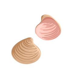 vector drawing sea shell, spisula, seashells isolated at white background, hand drawn illustration