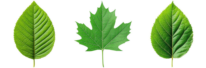 Close-up of Different Leaf Types on White Background Display